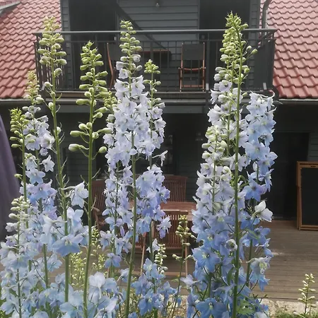 Apartment Ferienhofwaldesel