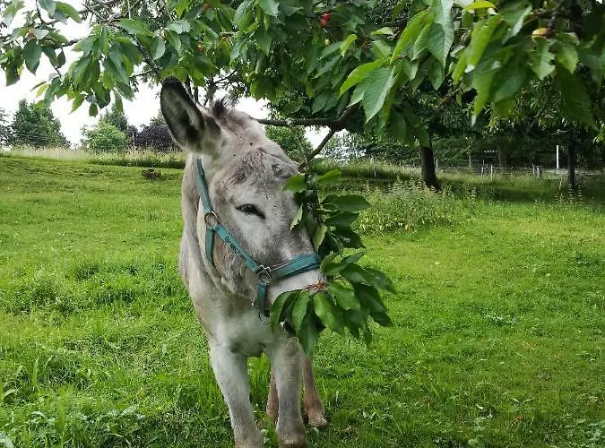 Apartamento Ferienhof